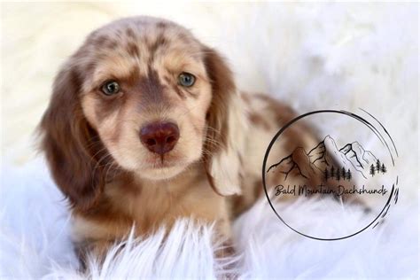 Bald mountain dachshunds - The Cutest little princess ️